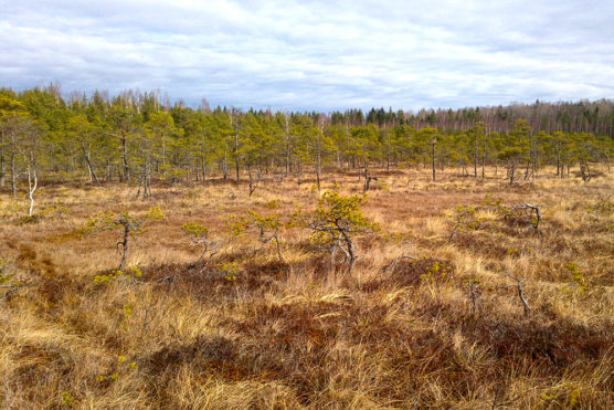 Active raised bog in Augstroze Nature Reserve.