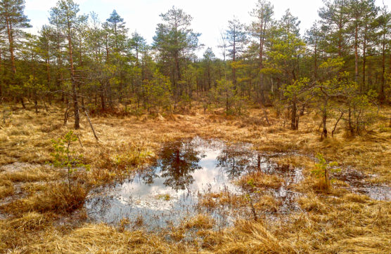 Baltezers Mire Nature Reserve Latvia