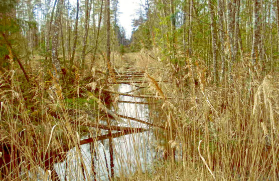 Drainage ditch in Baltezers Mire Nature Reserve 