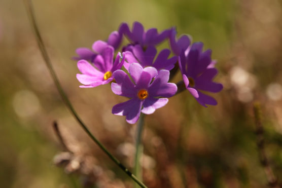 bird's-eye primrose at engure lake